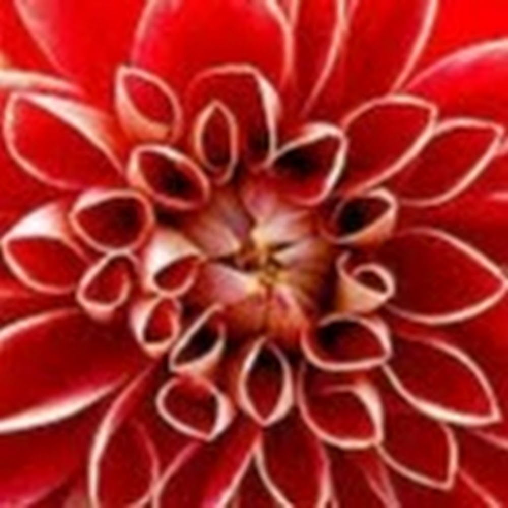 Meet your Posher, Little red